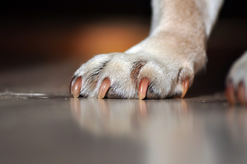 dogs paw, paw, pet