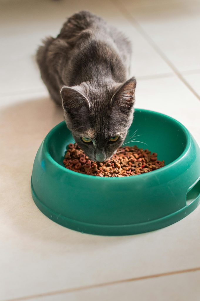 A gray cat eating from a green bowl indoors in a bright setting.