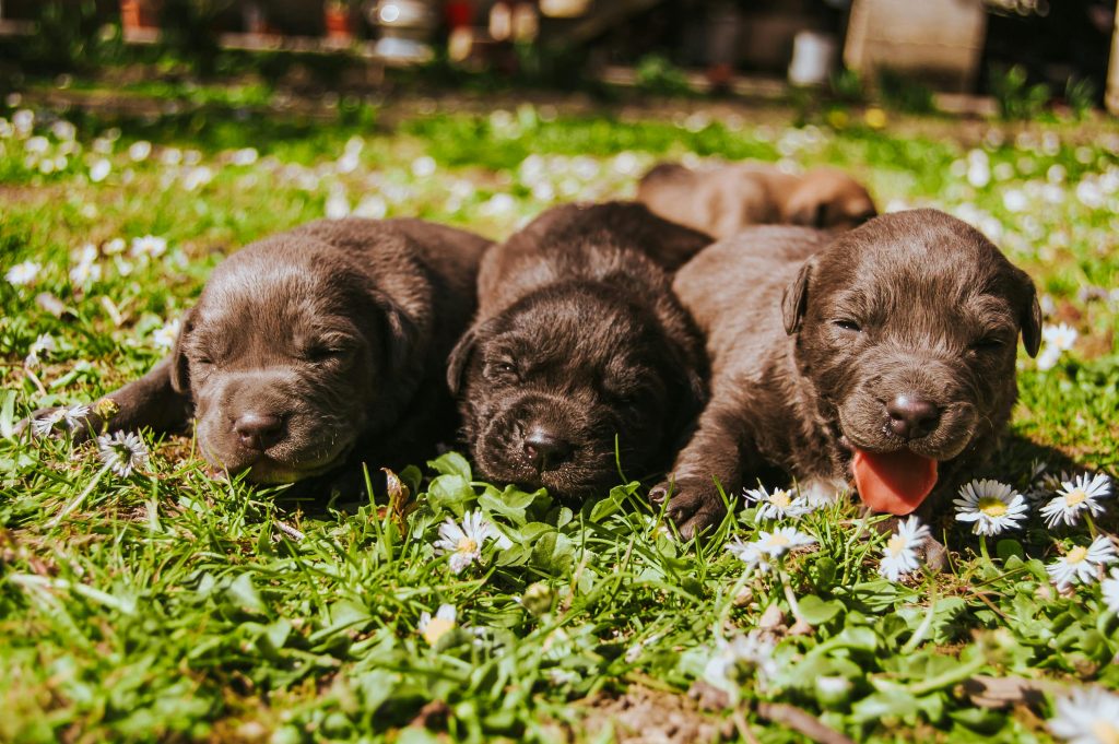 Three cute Labrador Retriever puppies resting on a sunny grassy field with daisies.