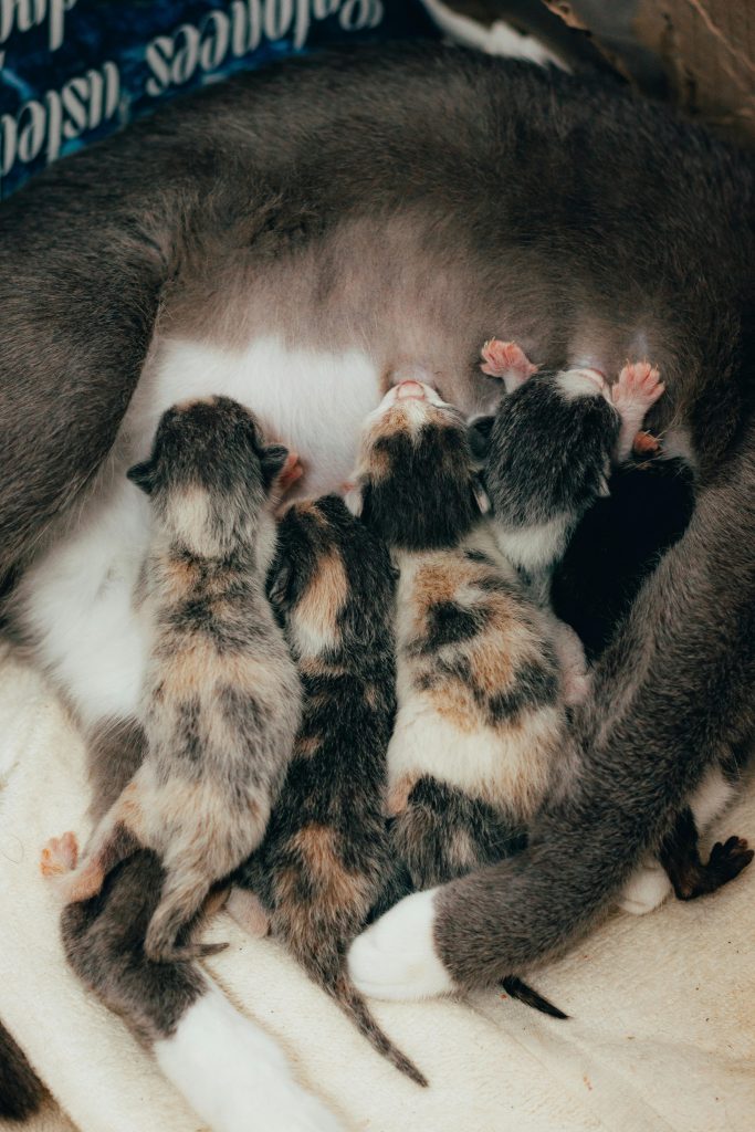 Adorable newborn kittens feeding from their mother cat, close-up shot showcasing maternal care and bonding.