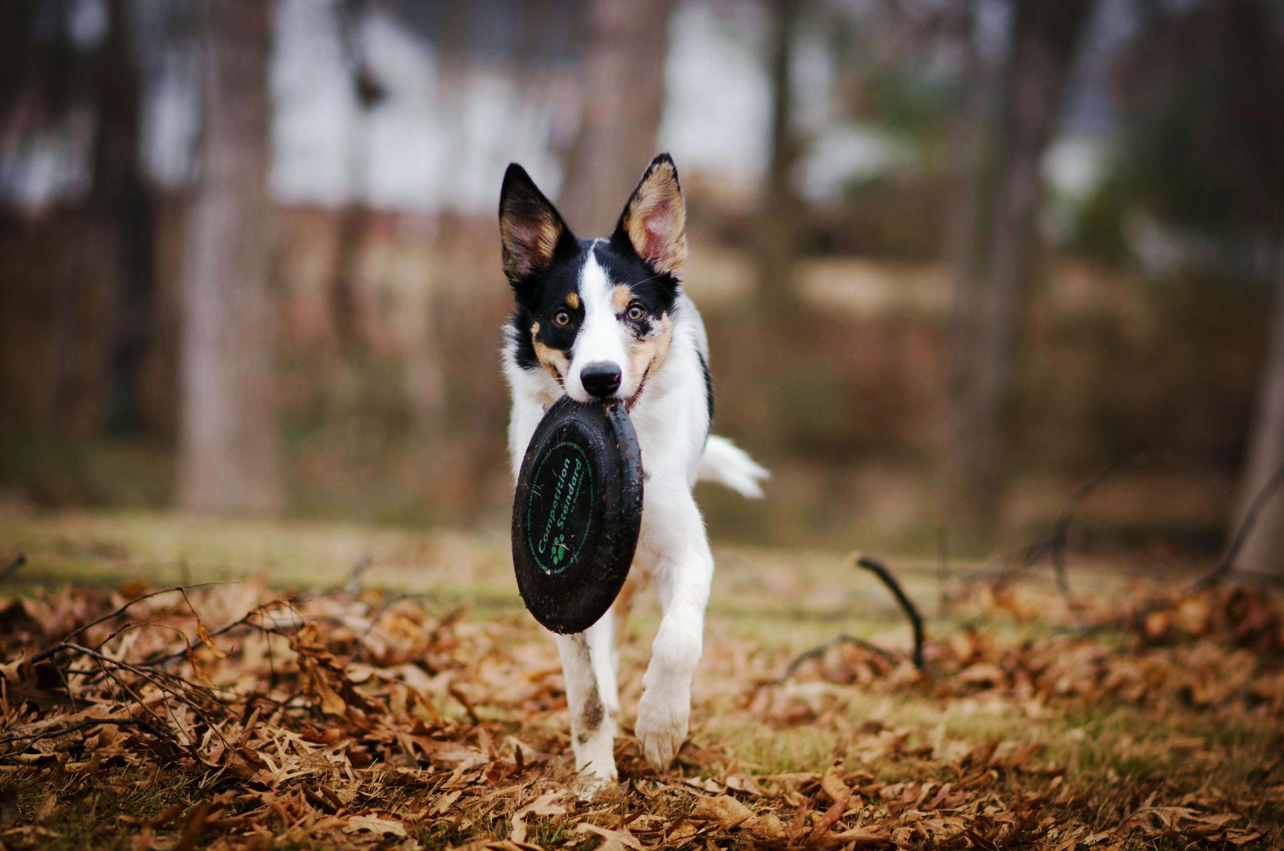A playful Border Collie running outdoors while holding a frisbee in its mouth.